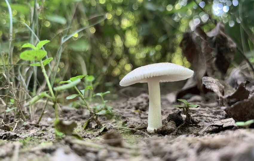 a white mushroom in focus on the forest floor