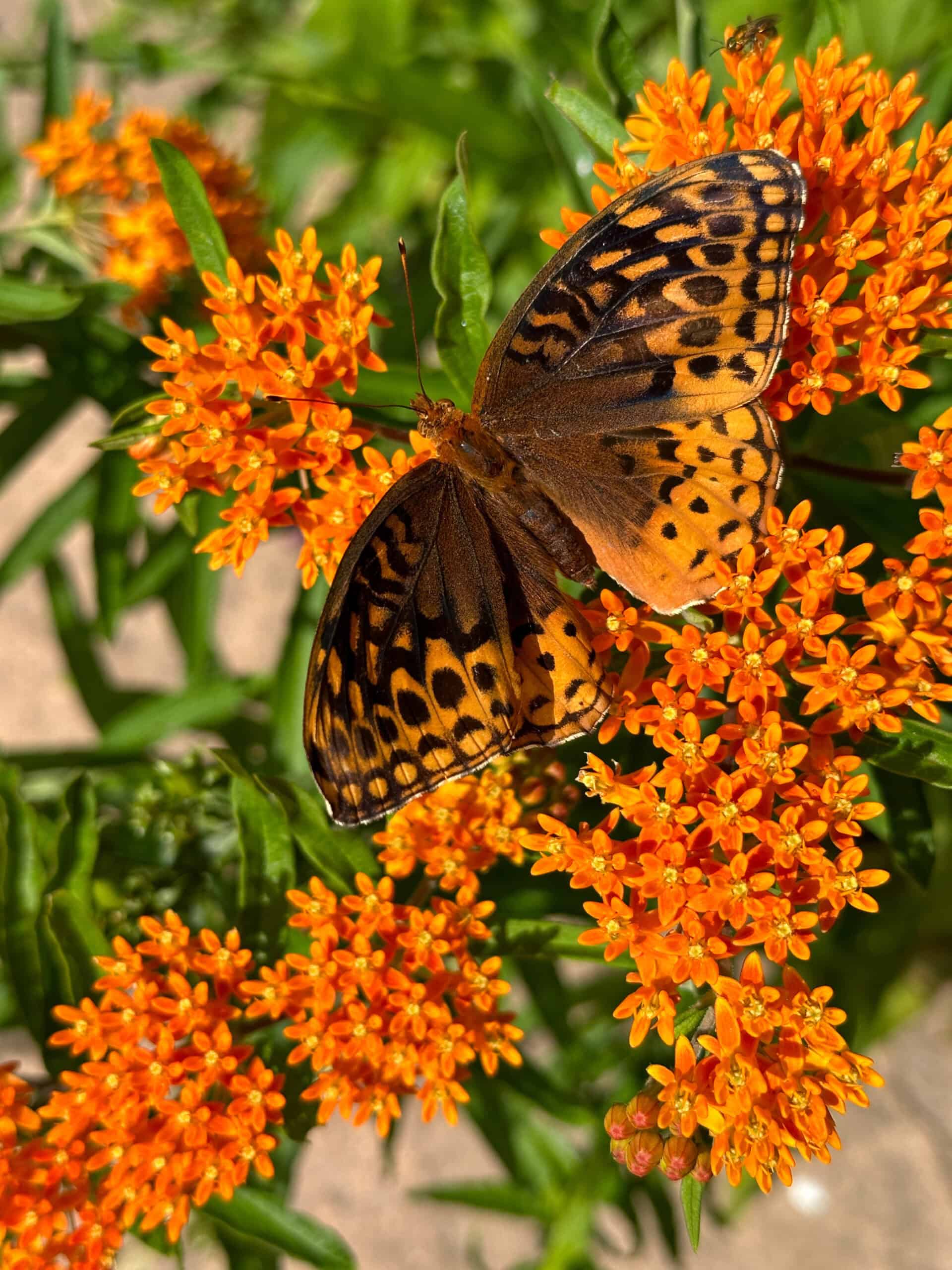 Great spangled fritillary butterfly on butterfly weed wildflowers