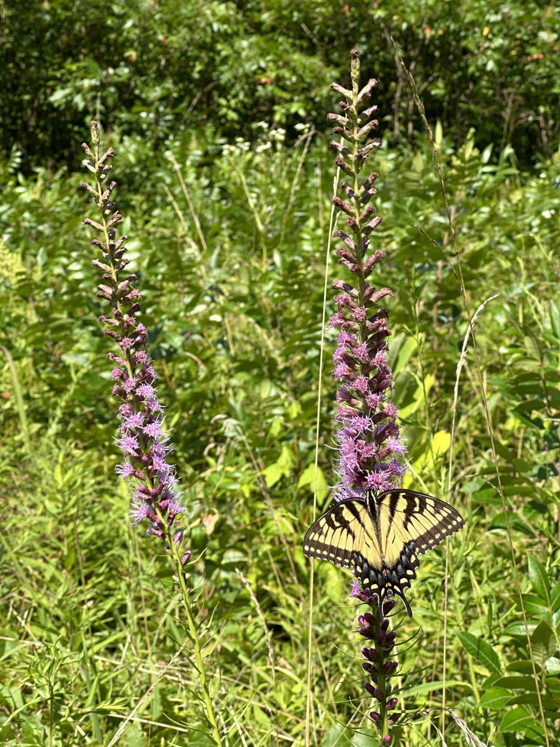 Eastern tiger swallowtail on blazing-star wildflower