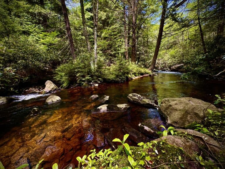 A clear stream flows through a shady forest.