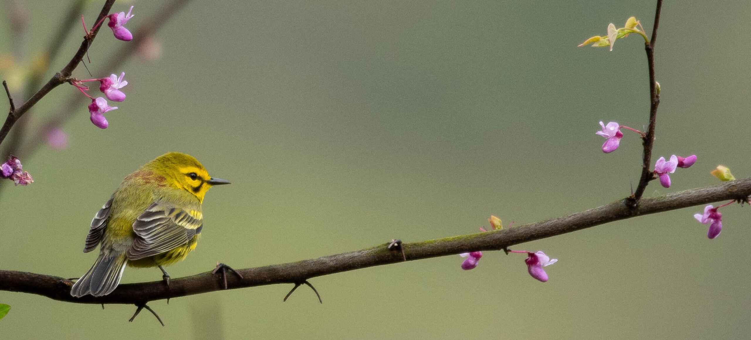 A small bird perched on a spring tree branch