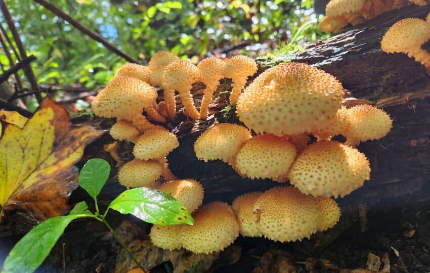 Pholiota squarrosoides (Sharp Scaly Pholiota)