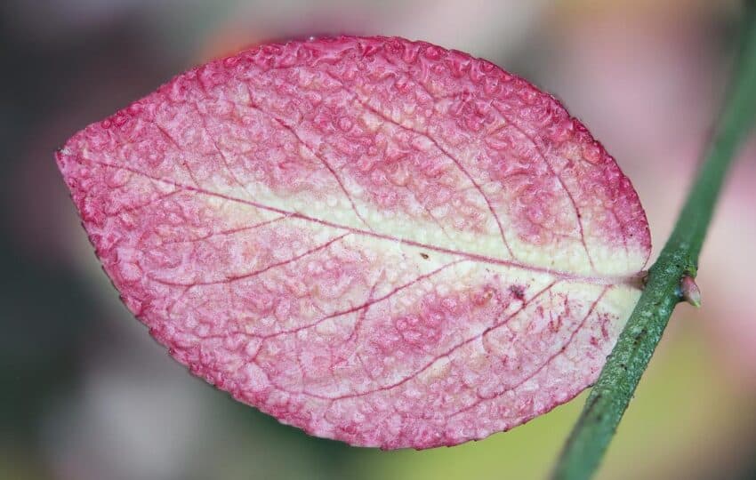 Euonymus americanus leaf