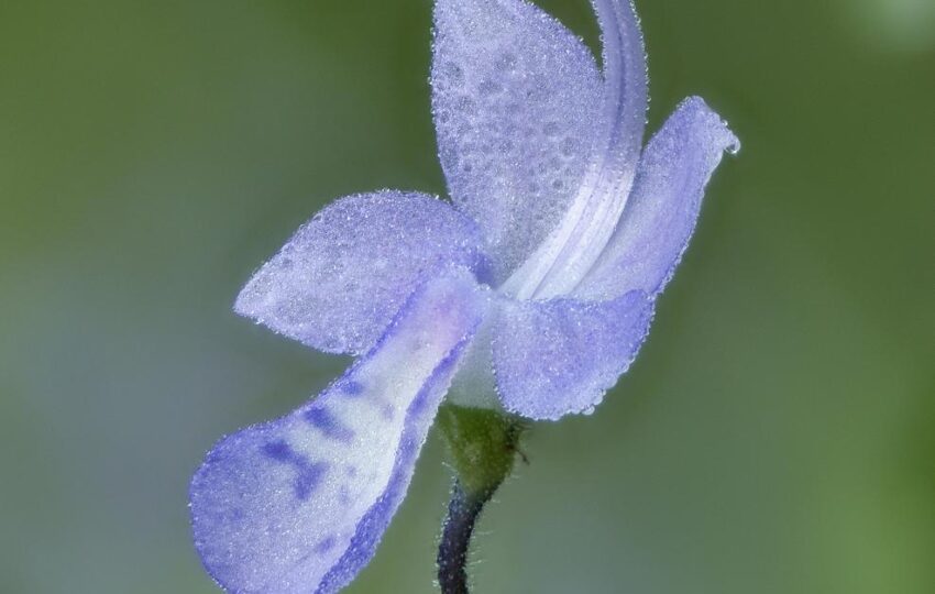 blue curls flower close up