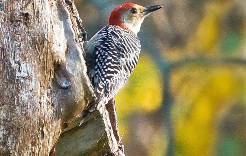 A red-bellied woodpecker checks out the Eastern white pine tree snag