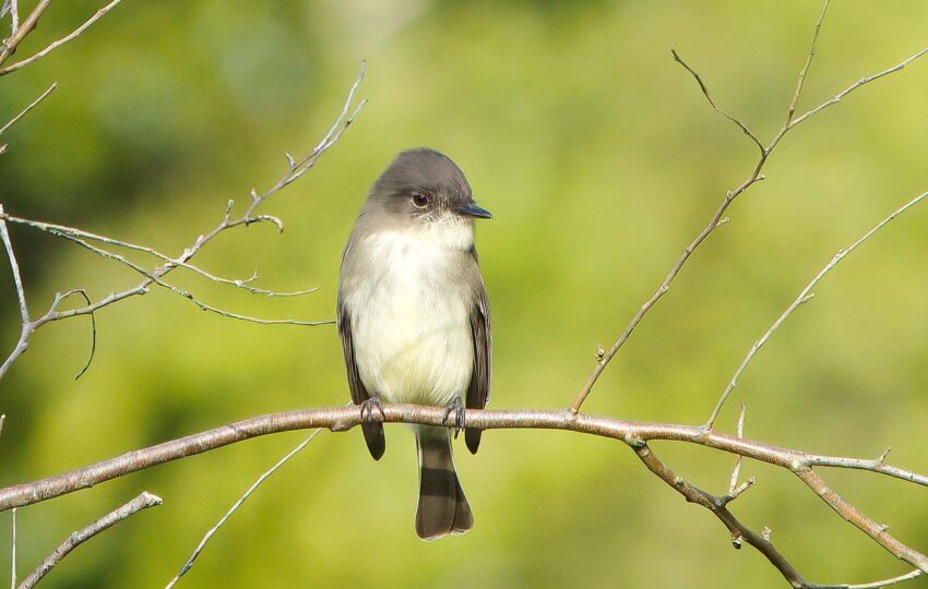 eastern phoebe perched on a branch