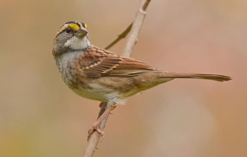 white throated sparrow perched on a branch in fall