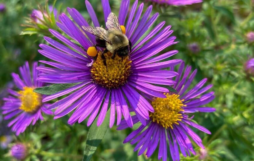 a dark purple flower in the garden with a bee