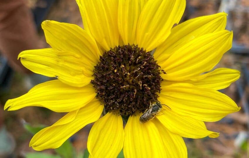 a bright sunflower in a faded natural background