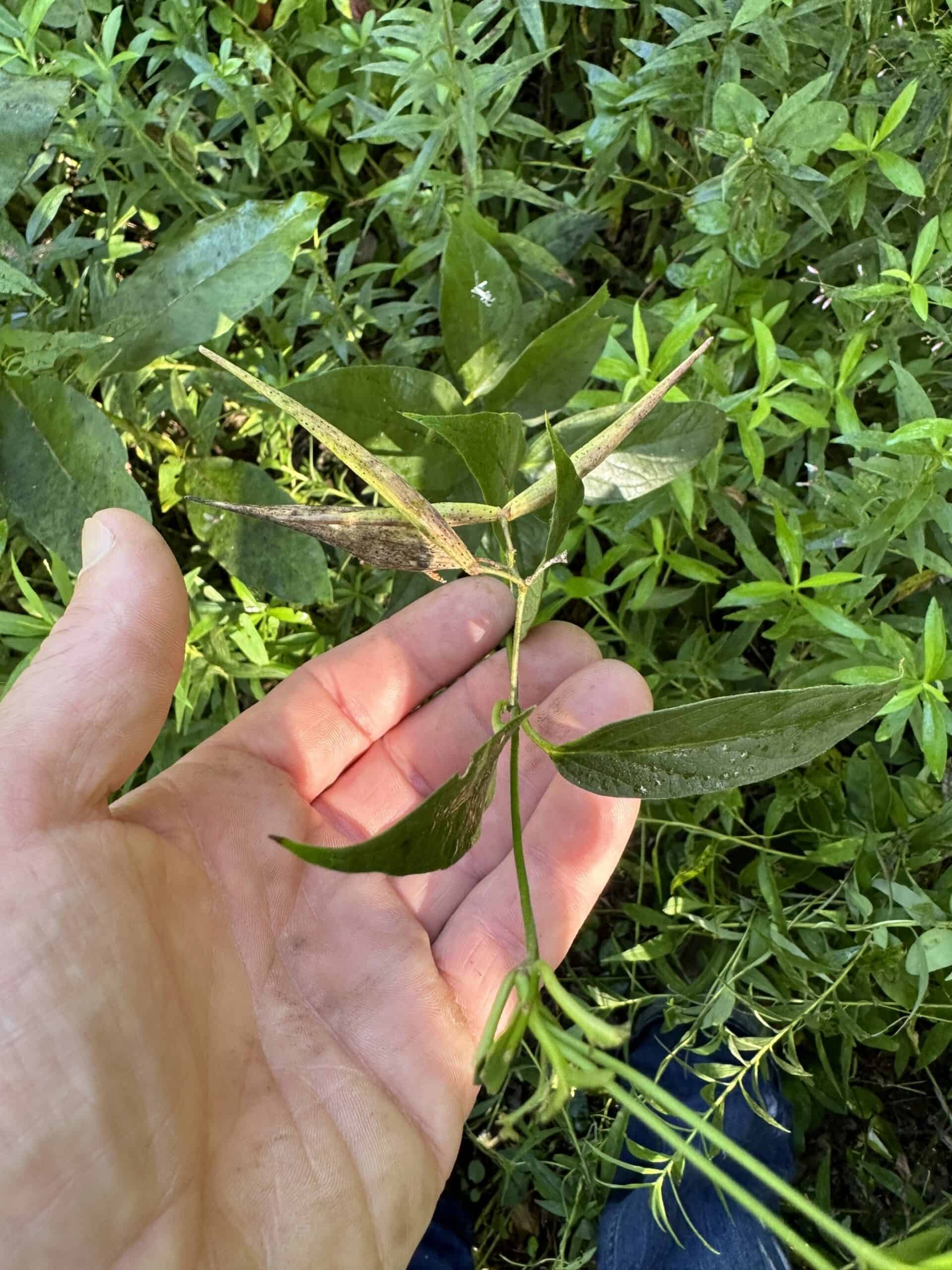 Invasive European swallow-wort vine being held in a hand