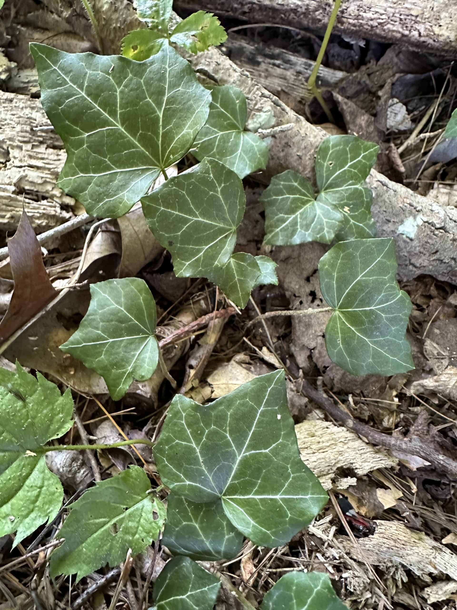 Invasive English ivy vines growing along the ground