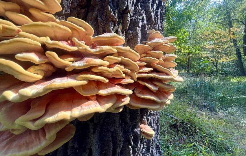 orange mushrooms growing on a tree