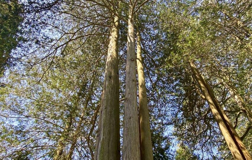 Looking up at trees at Stoneleigh