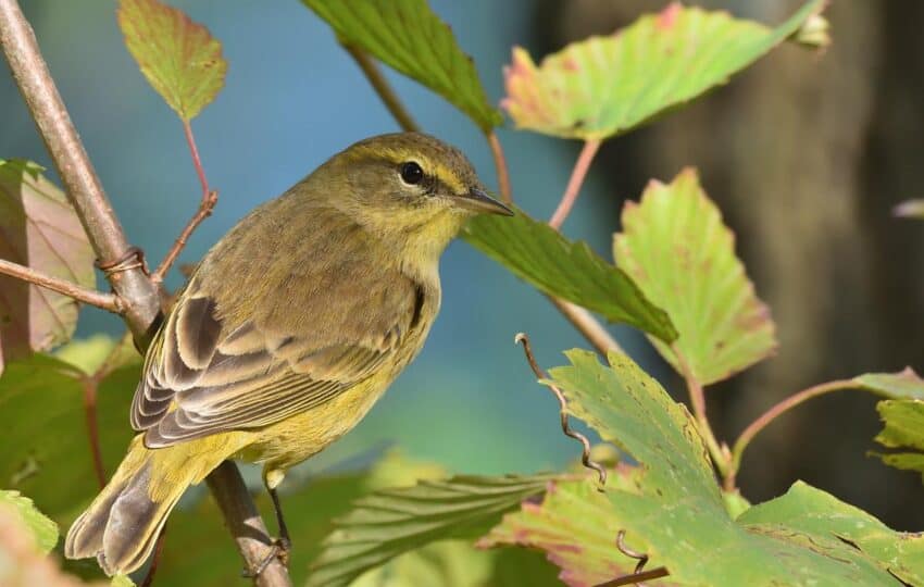 palm warbler at John Heinz Wildlife Refuge