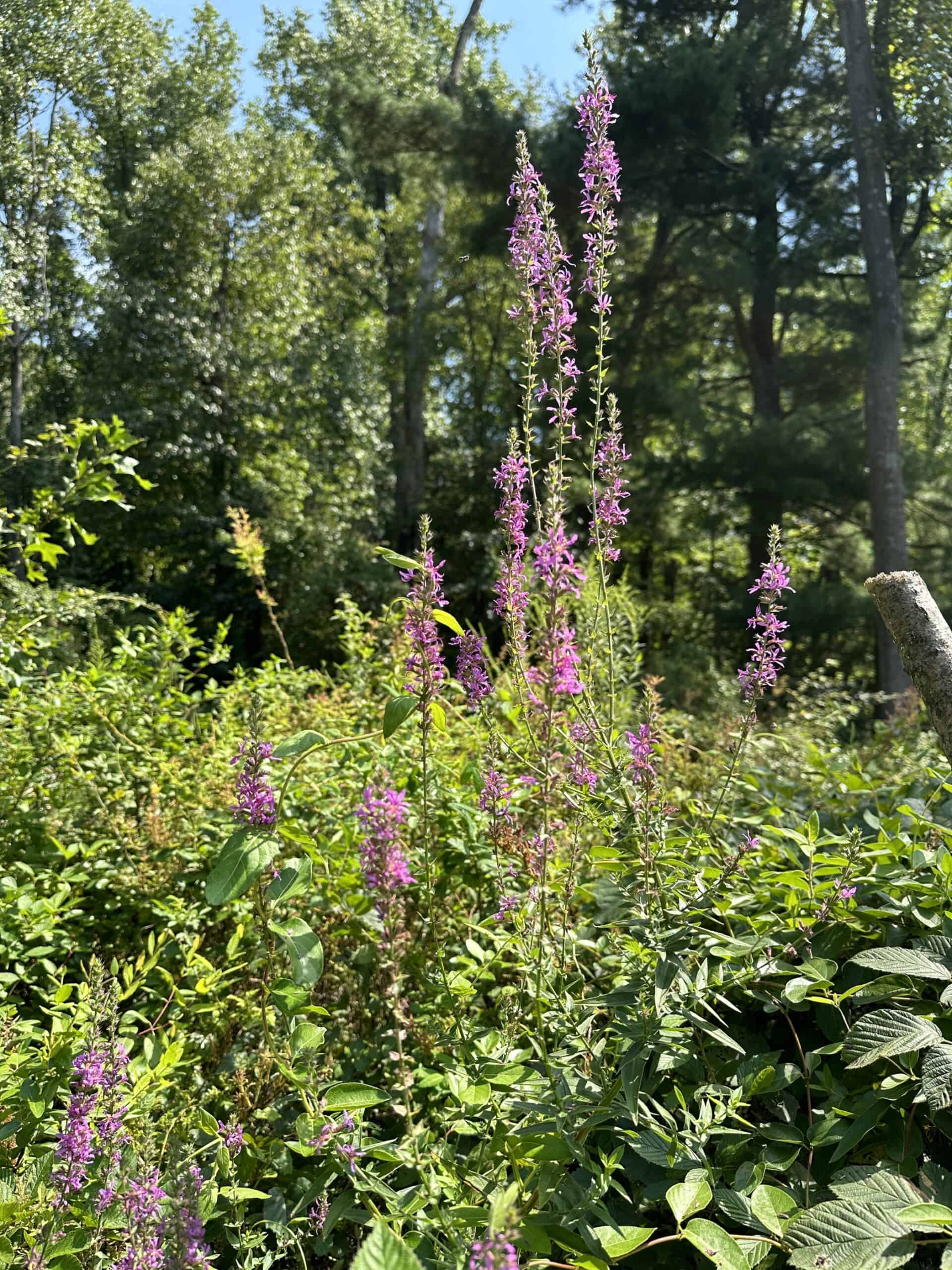 Invasive purple loosestrife, stalks of flowers