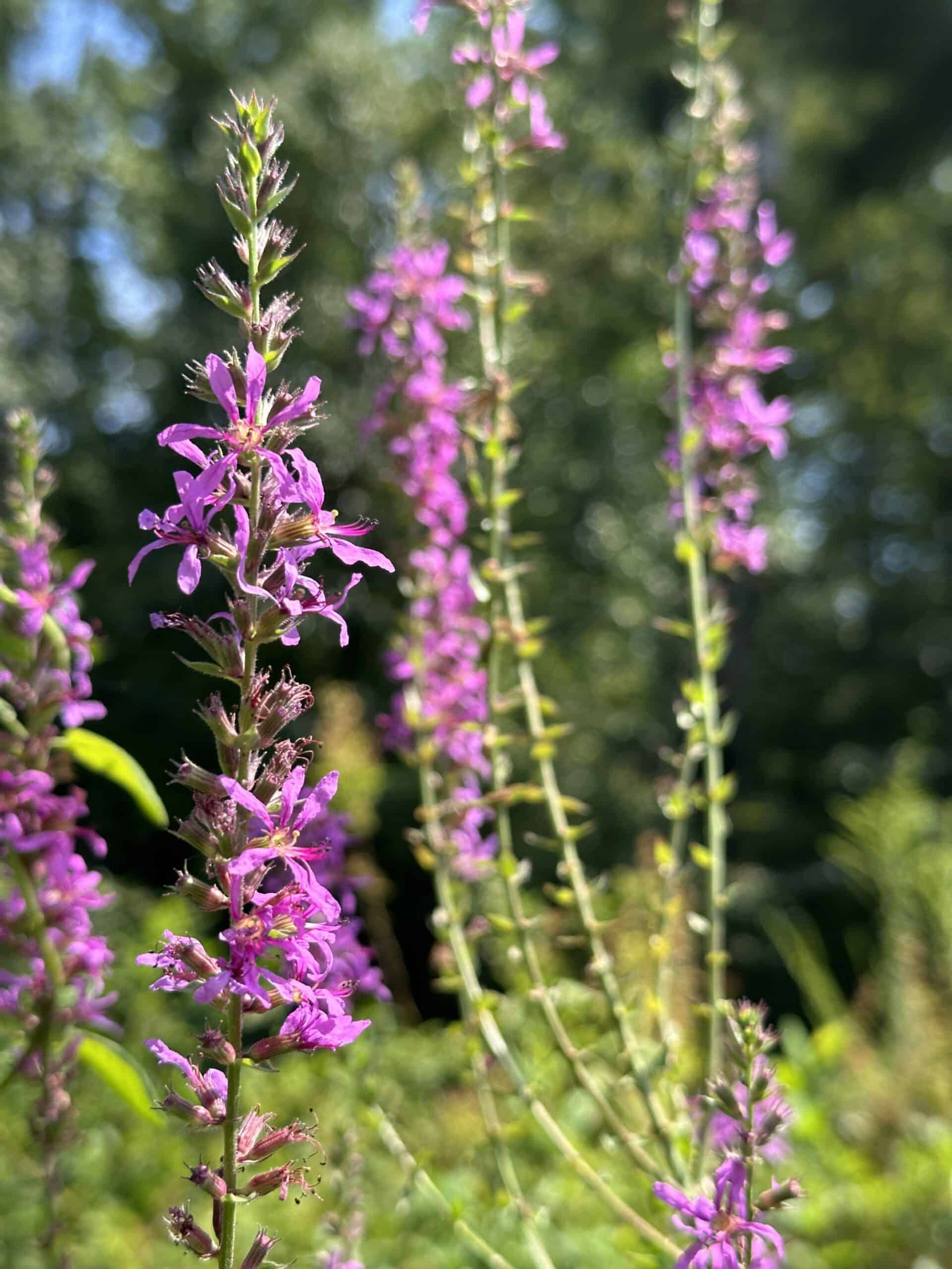 Invasive purple loosestrife flowers