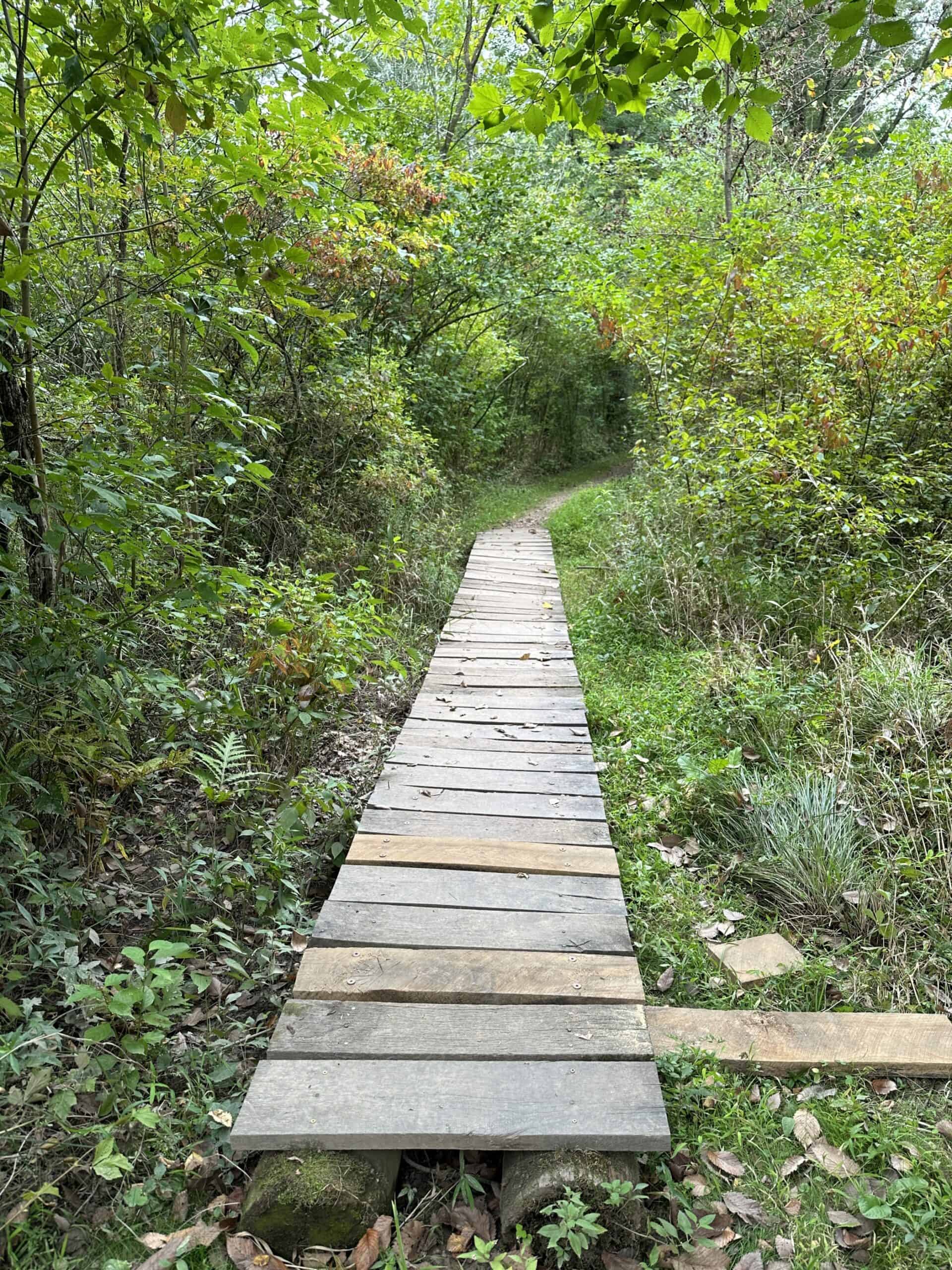 Boardwalk having a few deck boards replaced.