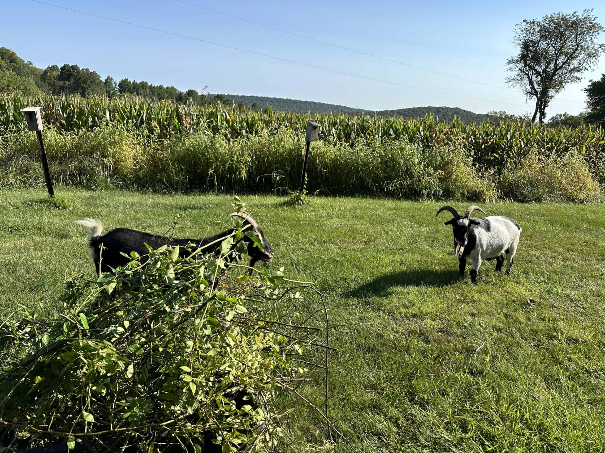 Goats browsing multiflora rose