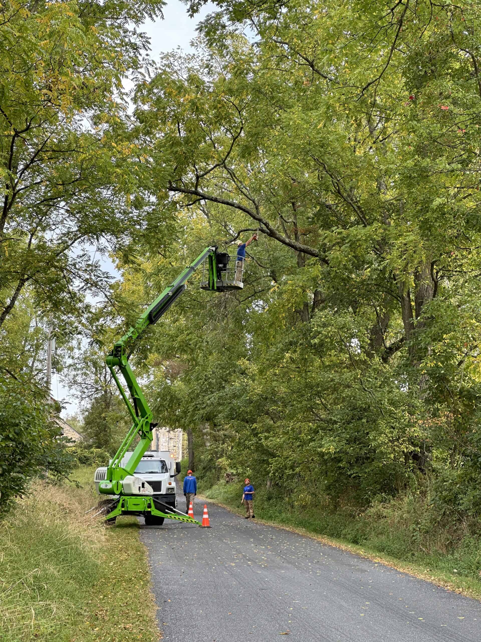 Arborist in an aerial lift pruning limbs over a road.