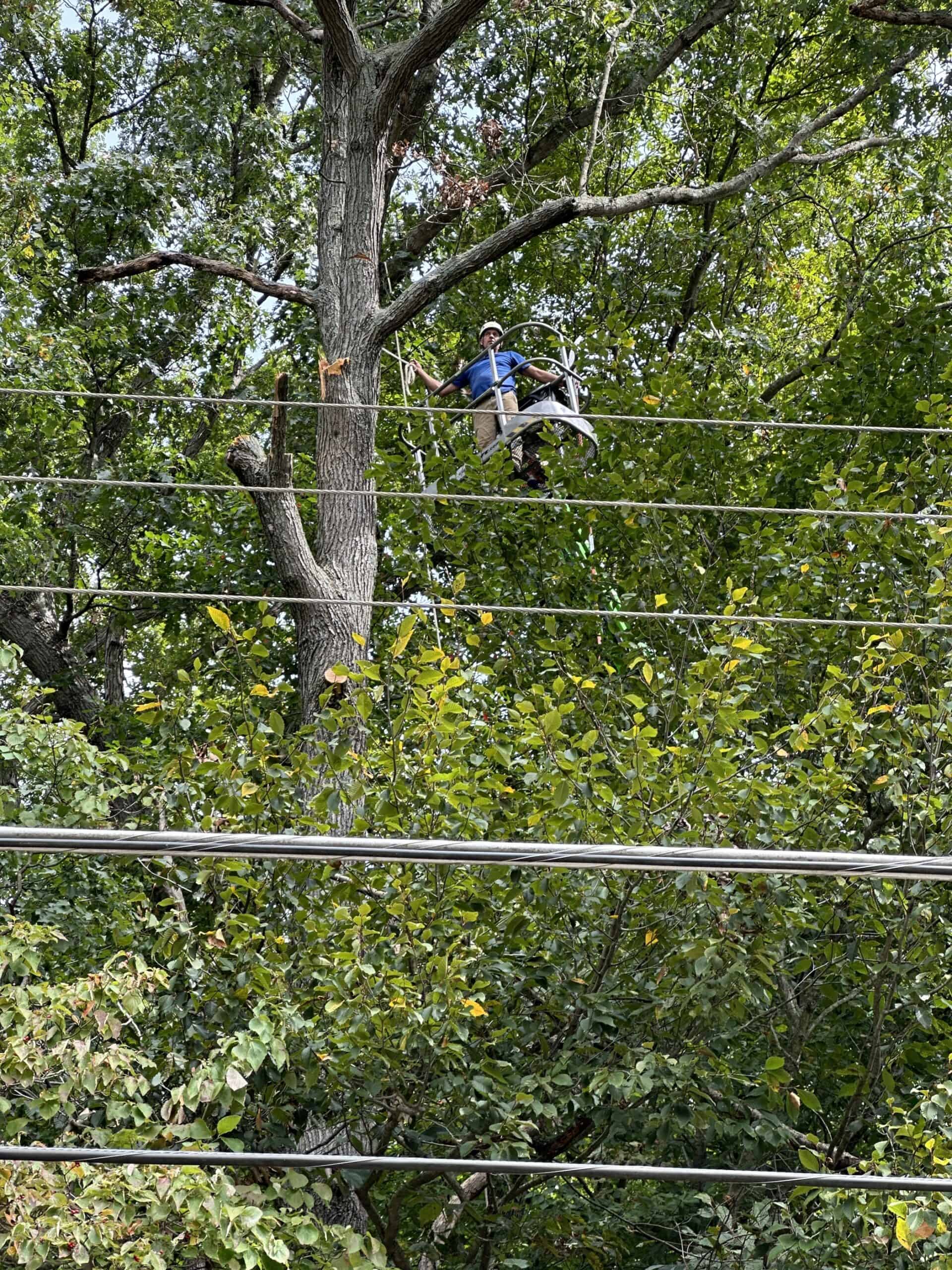 Arborist in a bucket lift removing branches from a hazard tree behind utility lines.