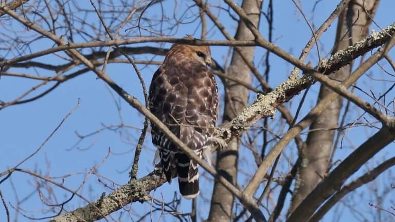 A Red-shouldered Hawk perched on a branch in winter. Photo: Adrian Melck