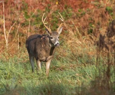 A male white-tailed deer with antlers in a fall meadow. Photo: Randy Richard