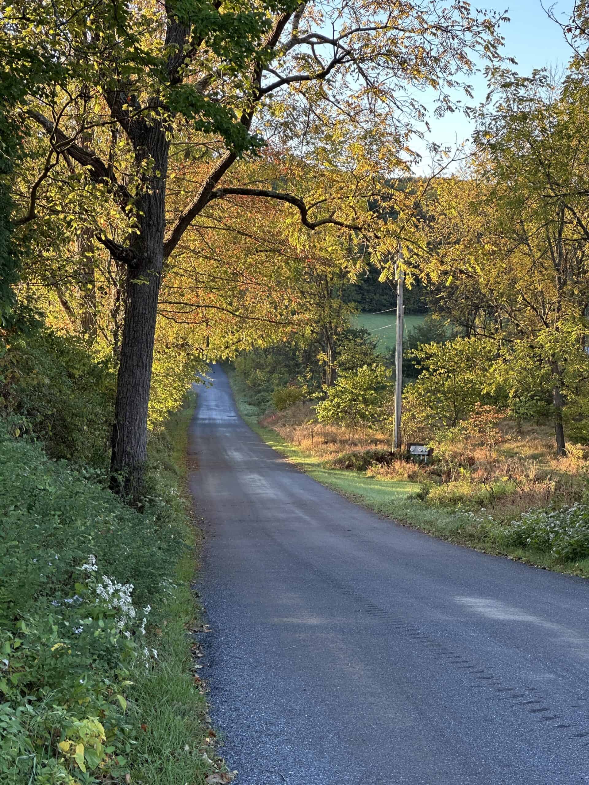 Trees in fall color backlit by the sun next to a road