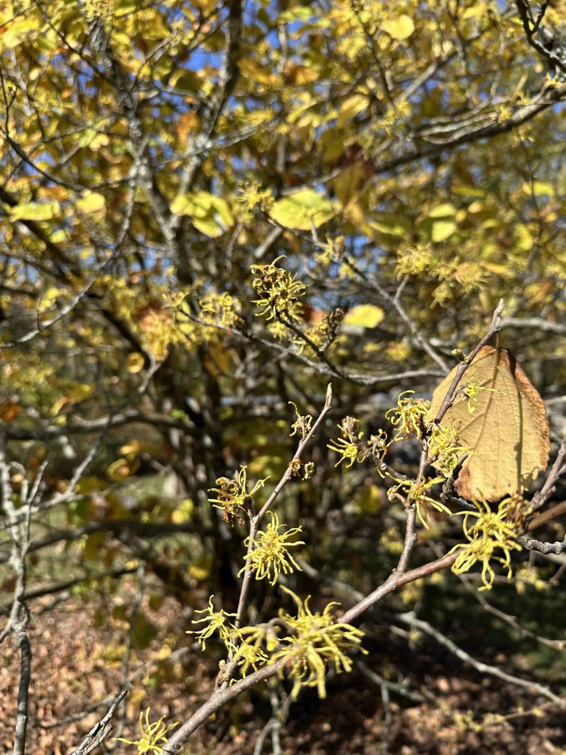 Yellow autumn leaf color and flowers of witch hazel.