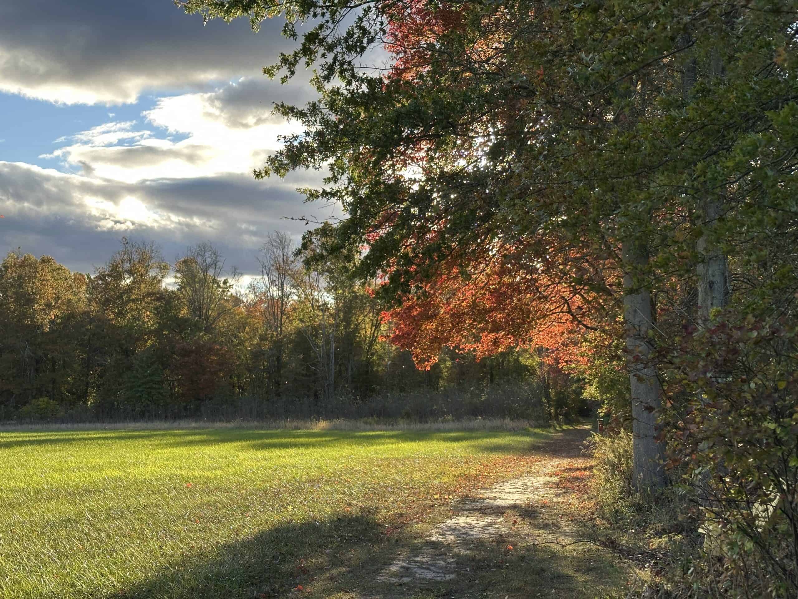 Red maple in fall color backlit by the sun over a foot path.