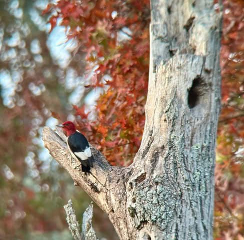 The back side of a Red-headed Woodpecker on a dead tree.