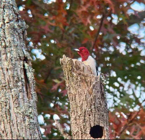 Red-headed Woodpecker poking above a broken tree trunk.