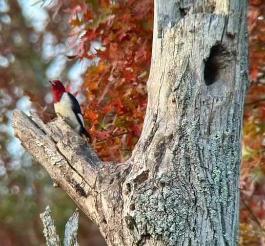 The front side of a Red-headed woodpecker on a dead tree trunk.