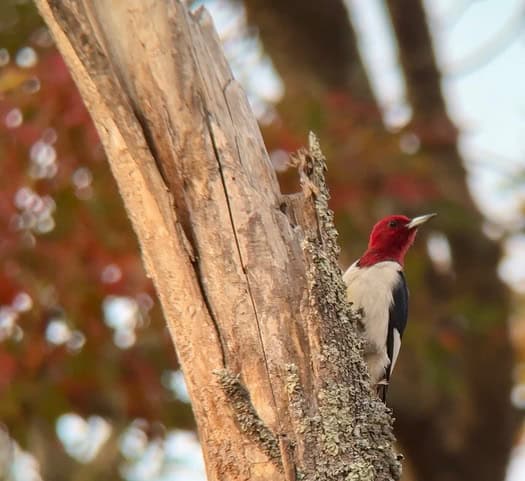 A Red-headed Woodpecker leaning away from a dead tree trunk.