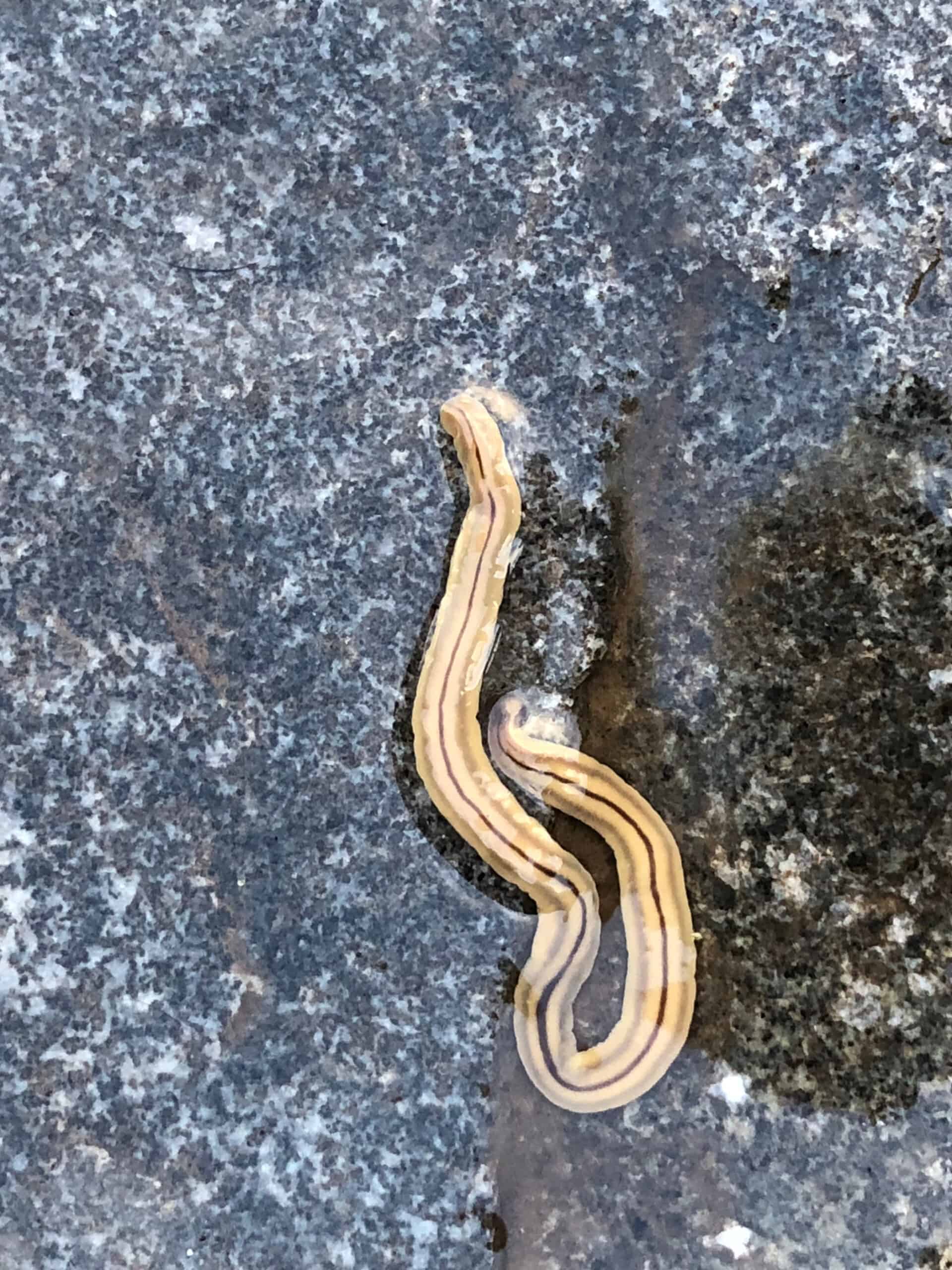 Three-lined planaria (a hammerhead worm) on a rock.