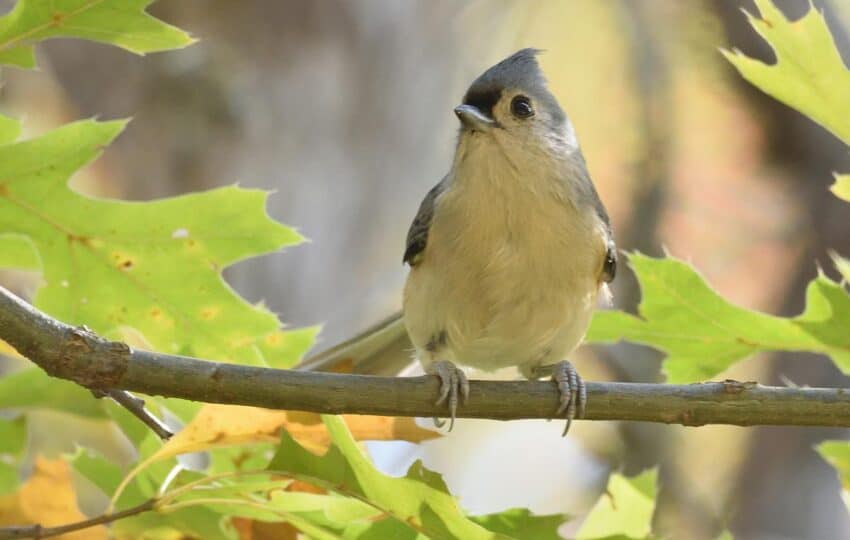 tufted titmouse perching on a branch in early fall