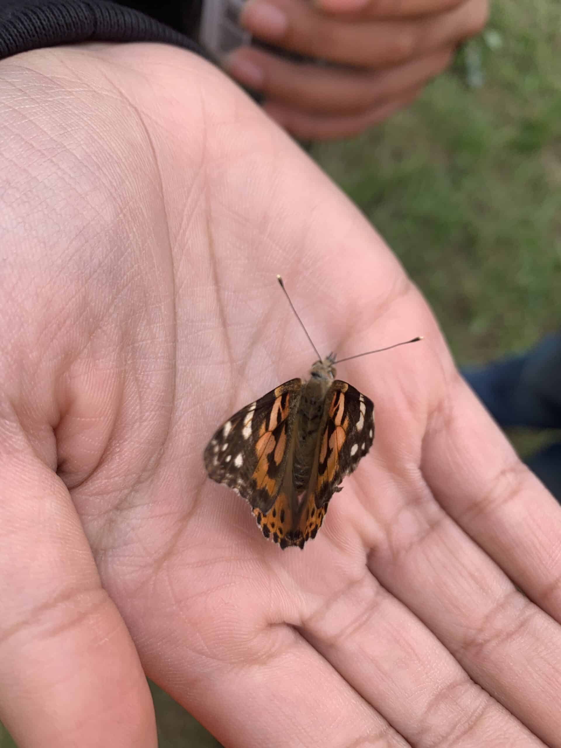 A hand holding a Painted Lady butterfly