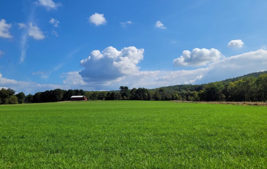 a sunny day over a green field, clouds in the background.