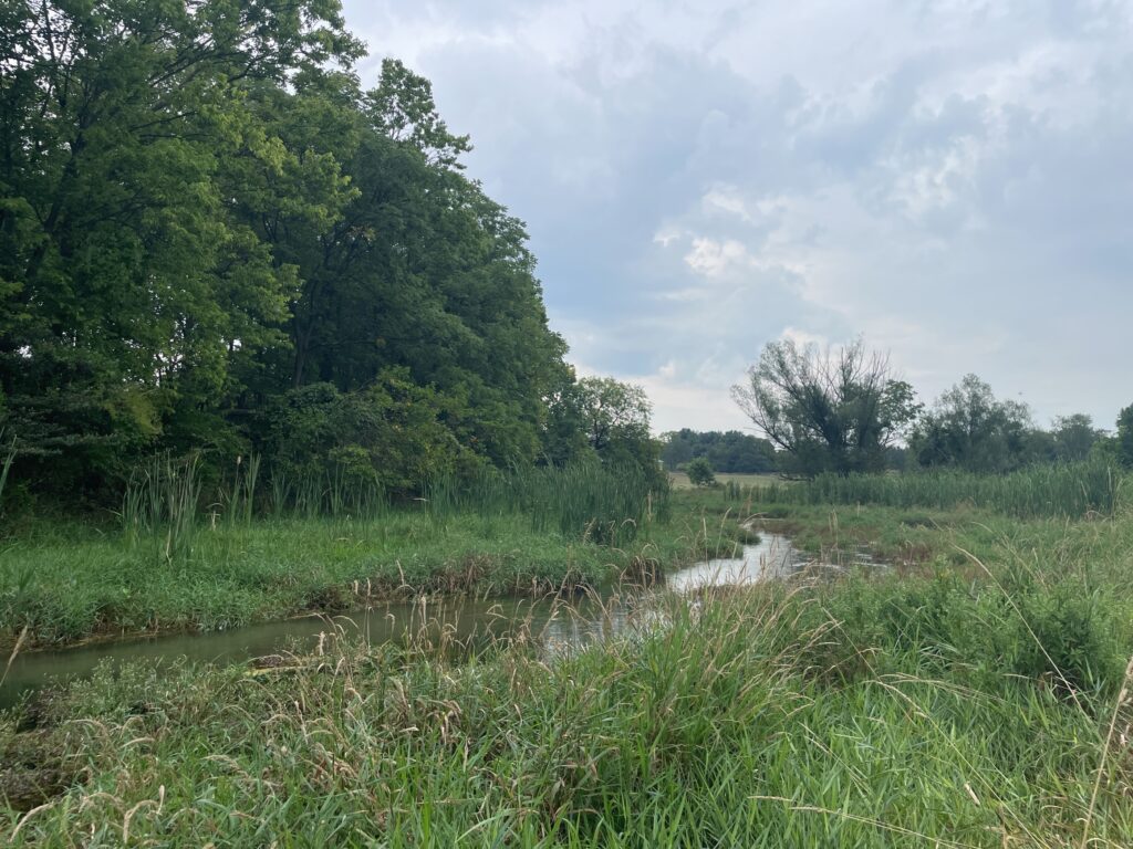 A stream winds through a green meadow under blue skies. 