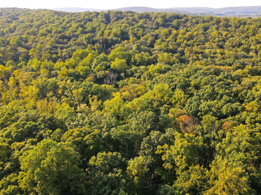 A drone photo of the green treetops of Warwick Woods.