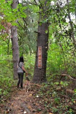 A woman with a dog on leash looks up at artwork attached to a large tree trunk.