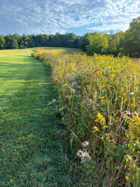 A summer wildflower meadow with a mowed grassy path.