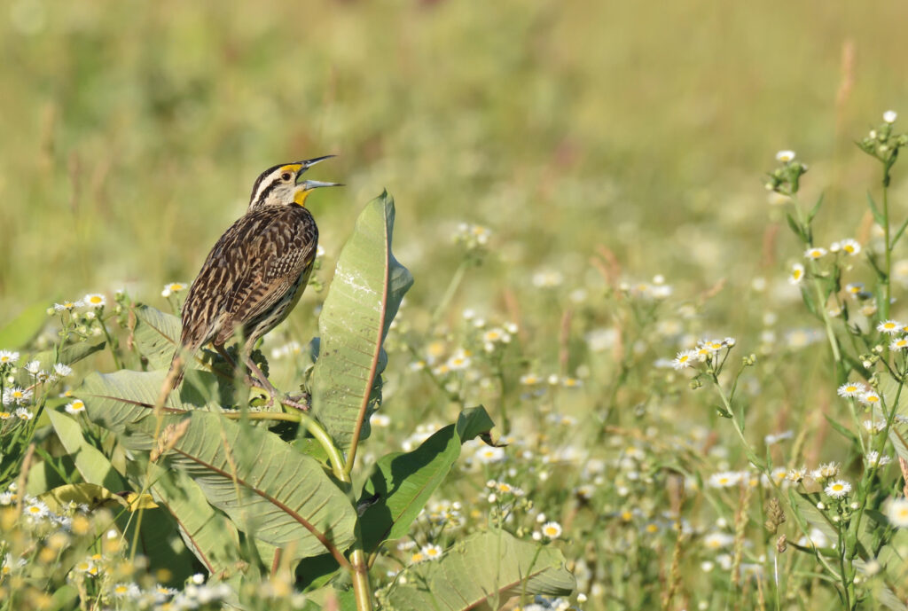 A brown Eastern Meadowlark perches on a common milkweed plant in a meadow.