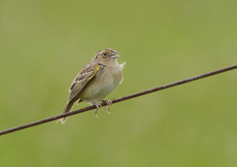 A small grayish-brown and white Grasshopper Sparrow on a small branch with a green background