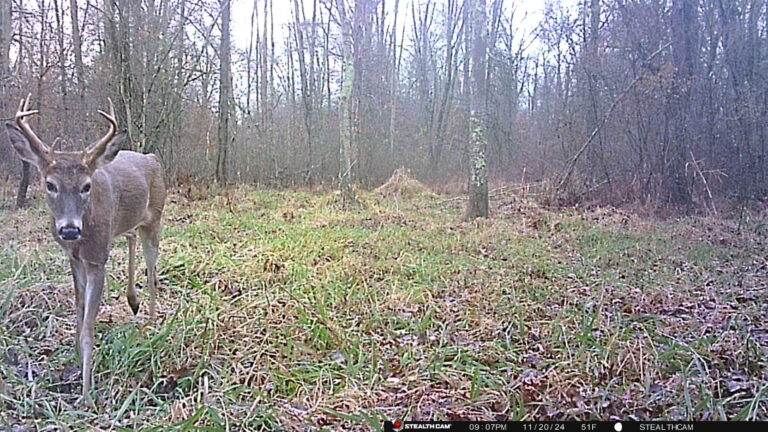 trail camera photo of a deer