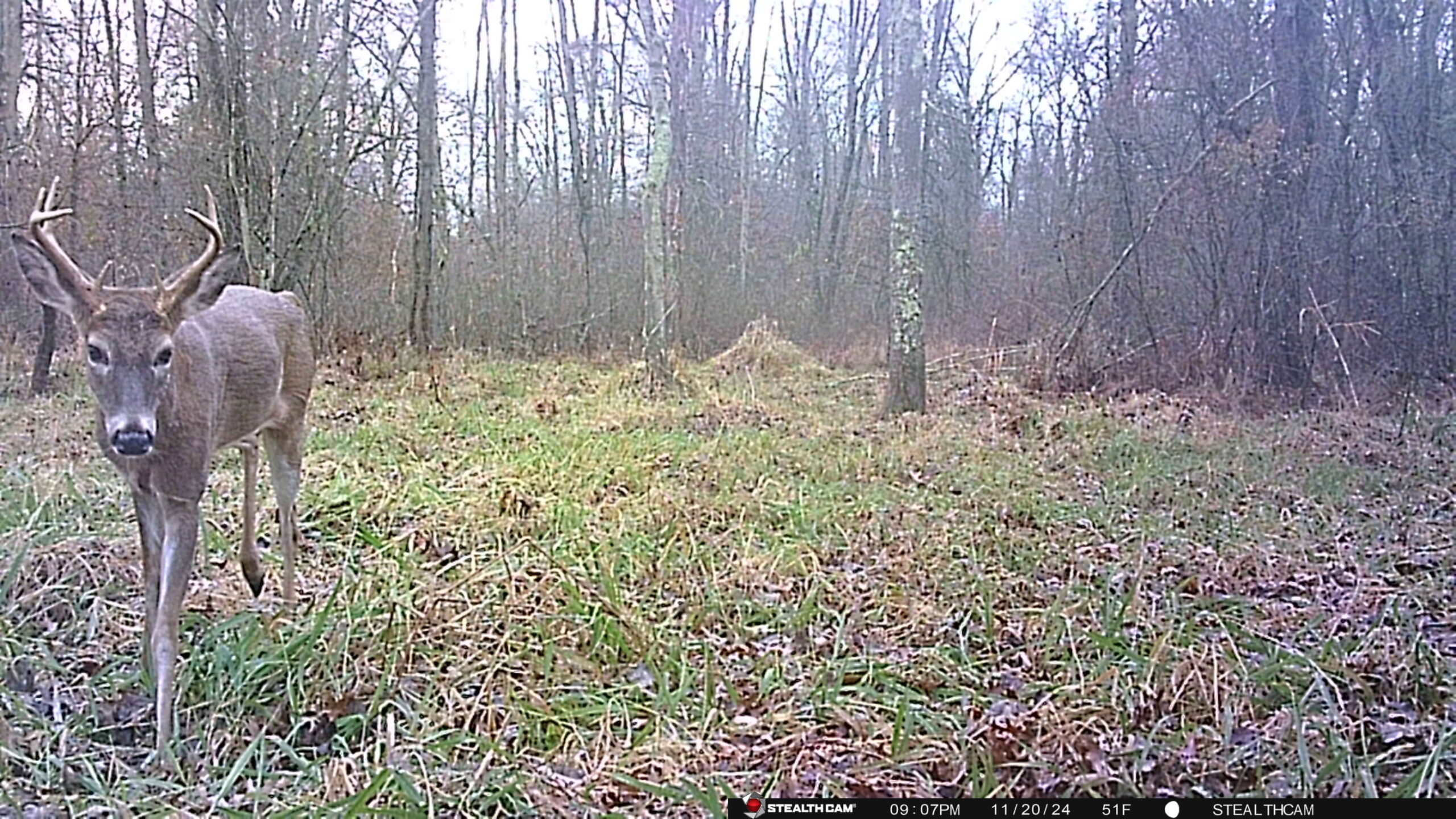 trail camera photo of a deer