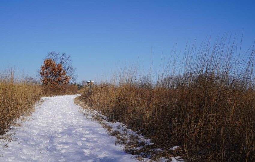 snowy path through a winter meadow and bright blue sky overhead.