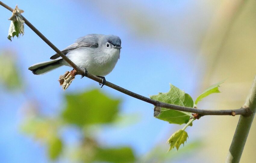 a blue-gray gnatcatcher perched on a branch with spring leaves