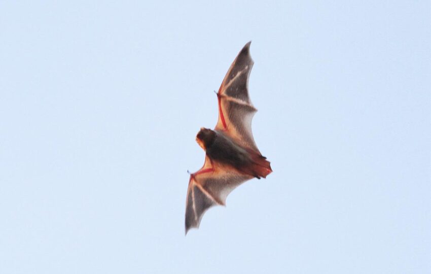 an Eastern red bat swooping against a light blue sky