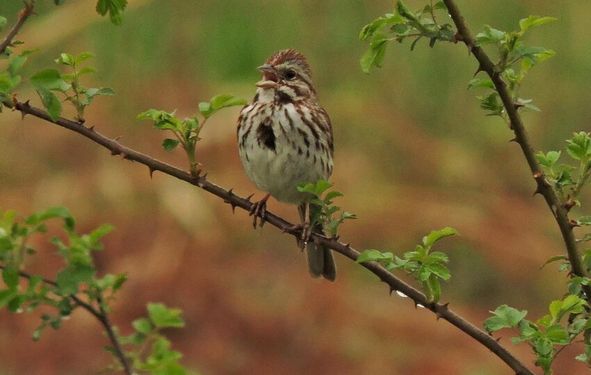 a song sparrow with its mouth open perches on a small, thorny branch with orange and green leaves in the background.