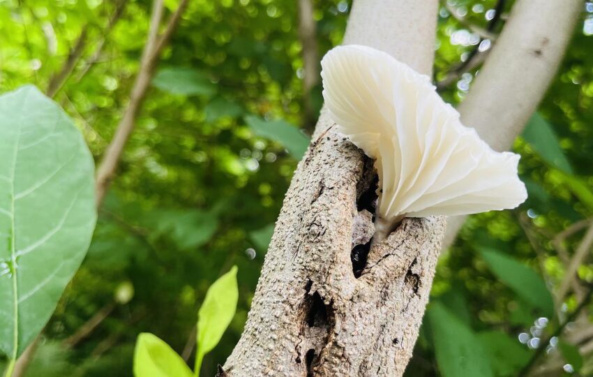 A white oyster mushroom with gills on a tree